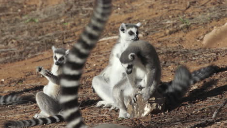 three-ring-tailed-lemurs-sunbathing,-another-catta-passes-in-foreground-with-tail-raised