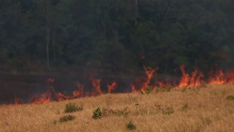 Fire-progressing-already-consumed-a-large-grassland-while-it-is-coming-up-the-hill,-controlled-or-prescribed-burning,-Thailand