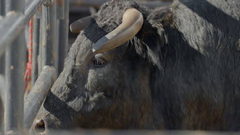 a rank bull stares out through metal chute in dallas, texas before a bull fight