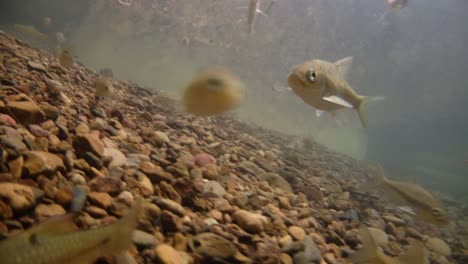 Kaeng-Krachan-National-Park-is-home-to-a-lot-of-fantastic-wild-animals-and-the-streams-are-life-source-of-fresh-water-for-animals-to-drink-and-for-fish-to-swim-around