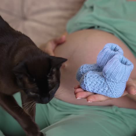 young happy mom waiting for baby sits on the sofa and holds baby booties on her palm. black cat comes on woman's knees and smells the booties. woman caressing her bare belly