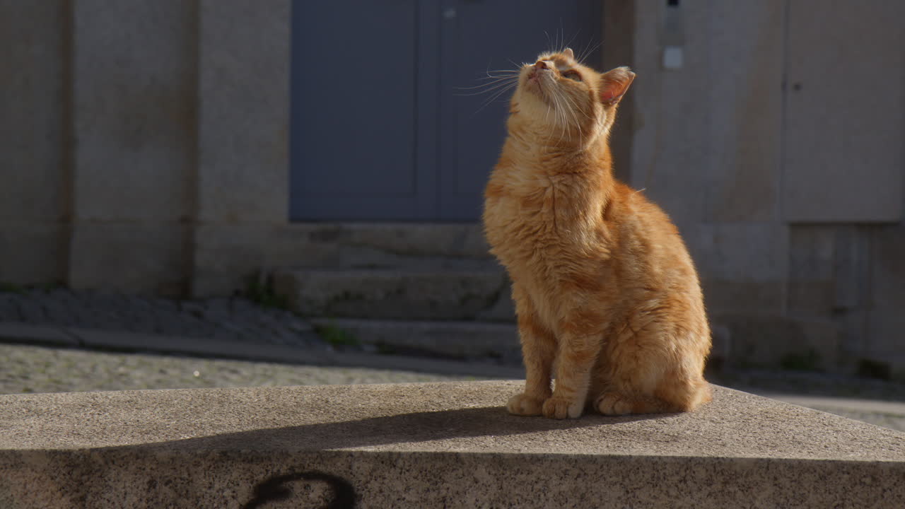 Domestic Manx Cat Breed Is Looking-up During Sunny Day. Close-up Shot