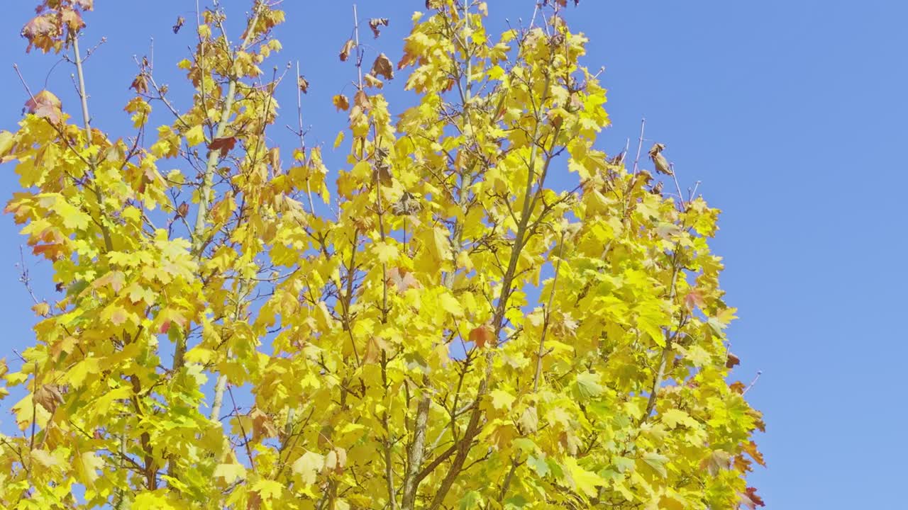 Looking up for an autumn yellow tree foliage on windy and clear bright day