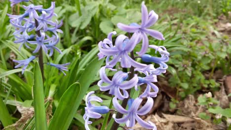 jacinto morado en primavera con follaje de fondo verde