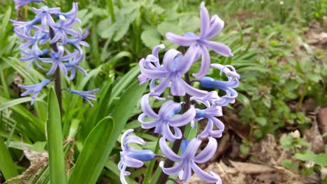 purple hyacinth in the spring with green back ground foliage