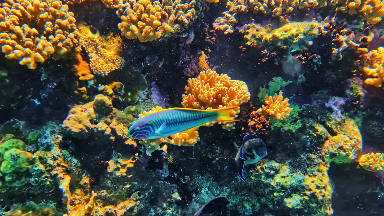 Un pesce chirurgo sohal e un pesce coniglio striato foraggiano fianco a fianco sopra un denso corallo tropicale ramificato giallo. Bali, Indonesia.