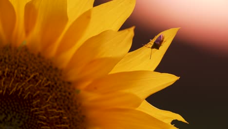 un abejorro y un insecto trepando en el primer plano de la hoja de flor de girasol