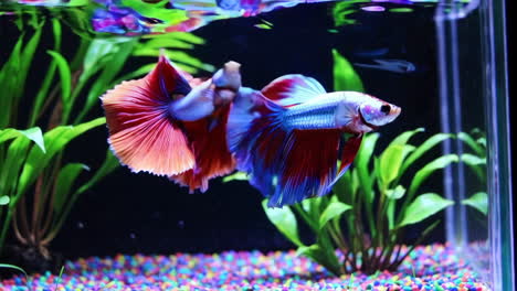 betta fish in aquarium
