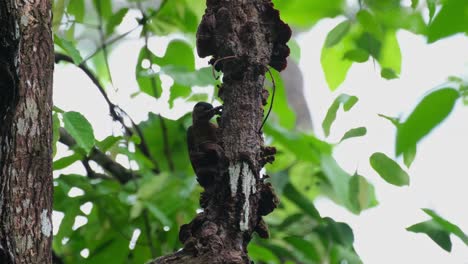visto detrás de la rama picoteando en las cortezas para exponer larvas y otros insectos, pájaro carpintero laced picus vittatus hembra, tailandia