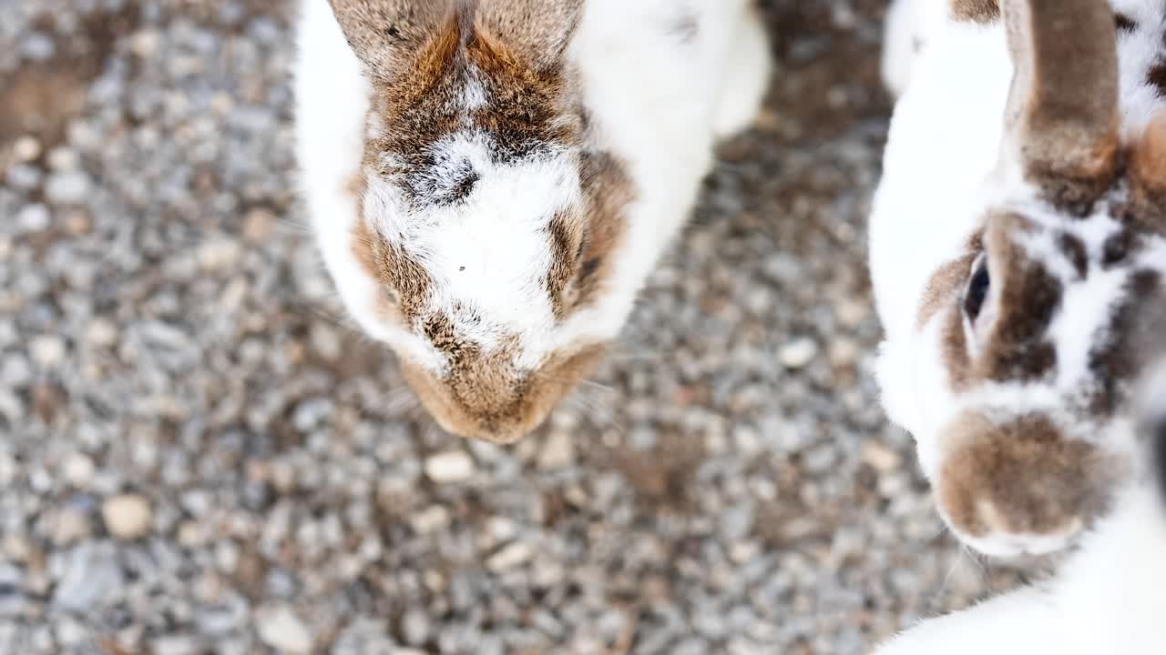 땅 위에 있는 토끼