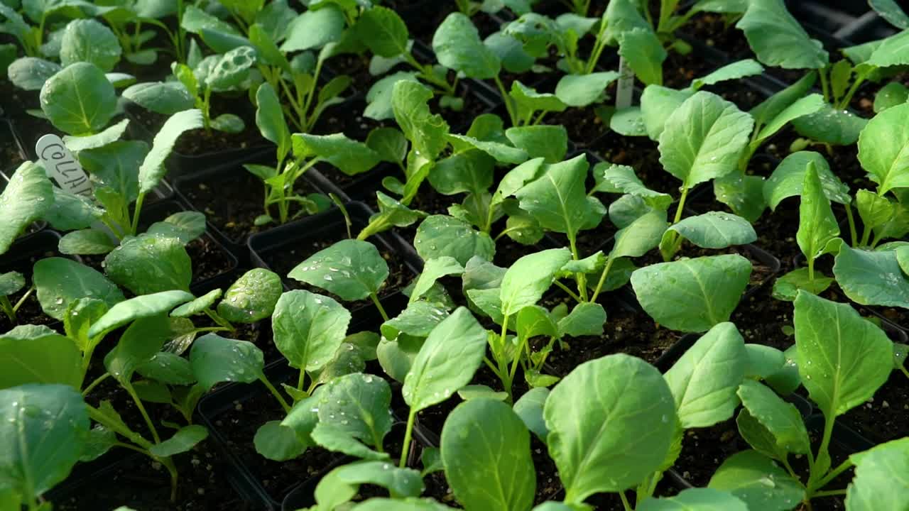 갓 물을 뿌린 채소가 가까이서 보입니다.