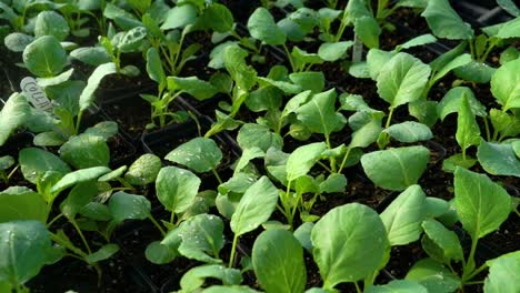 freshly watered vegetable plants are seen close together
