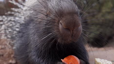 Afrikanisches-Stachelschwein,-Das-Essensreste-Isst,-Süße-Nase,-Nahaufnahme,-Weitwinkel,-Zeitlupe