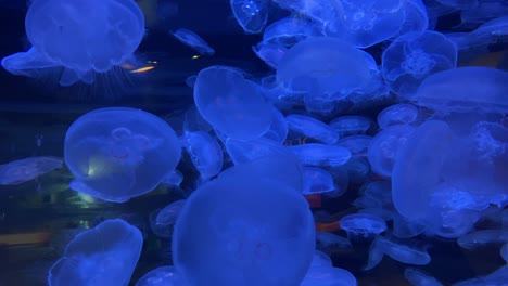 poisonous jellyfish in the vancouver canada aquarium illuminated by a blue light, aurelia aurita, background animation