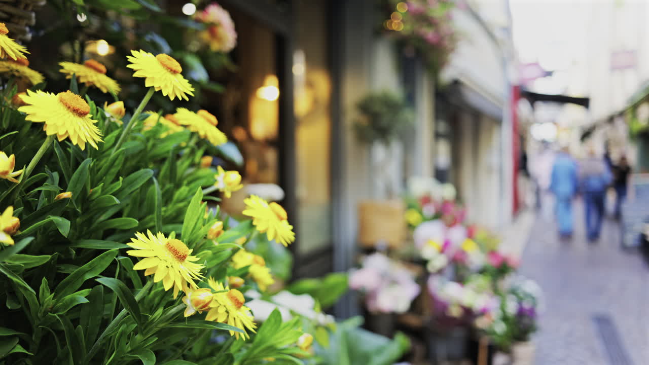Close up of yellow Strawflowers at a flower shop on the streets of Antibes, France