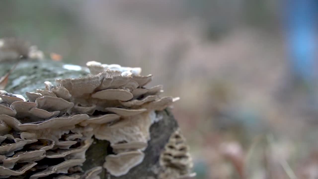 Close up view of dry wood mushrooms with a person in blue trousers walking in the background, SLOW MOTION