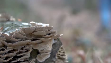 close up view of dry wood mushrooms with a person in blue trousers walking in the background, slow motion