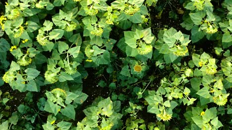 Luftaufnahme-Eines-Landwirtschaftlichen-Feldes-Mit-Blühenden-Sonnenblumen