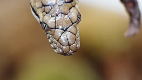 Amethystine python flicks its tongue close-up showing detailed scales and focused expression
