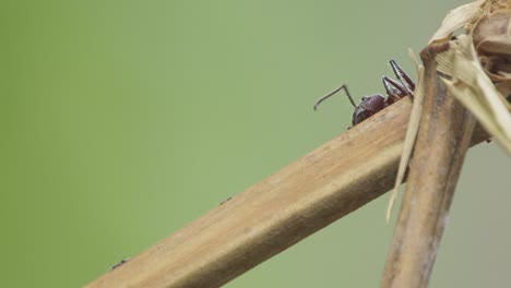 large bullet ant crawls along twig, passes smaller ants