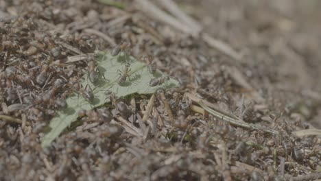 ants carrying leaf at ant hill