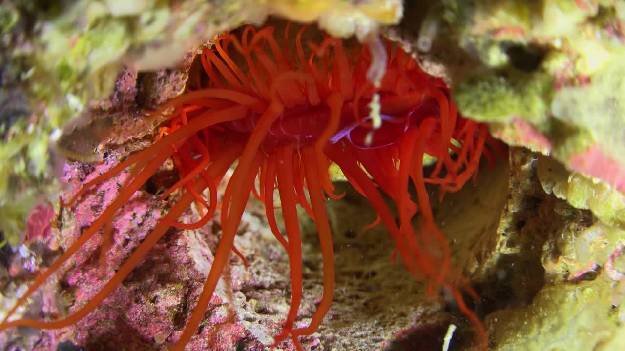 불꽃 파일 껍질이 맥동하면서 깜박이는 불빛
