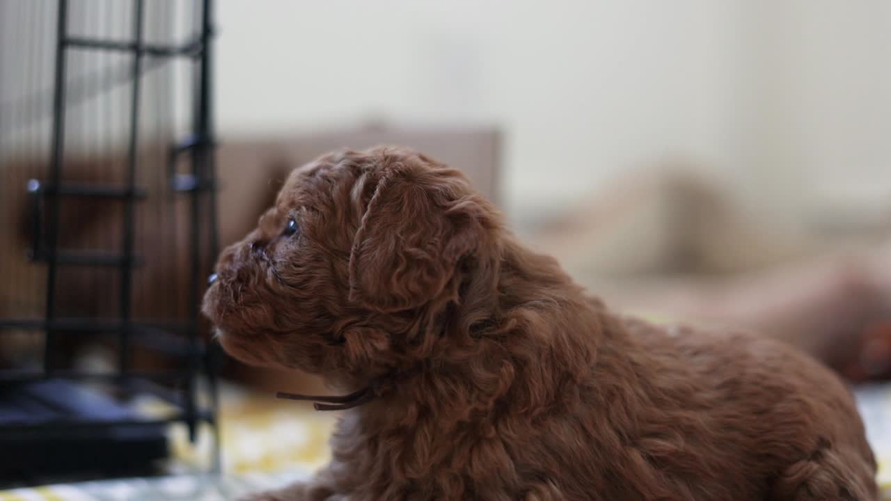 소중한 갓난 아기 goldendoodle 강아지의 근접 초상화