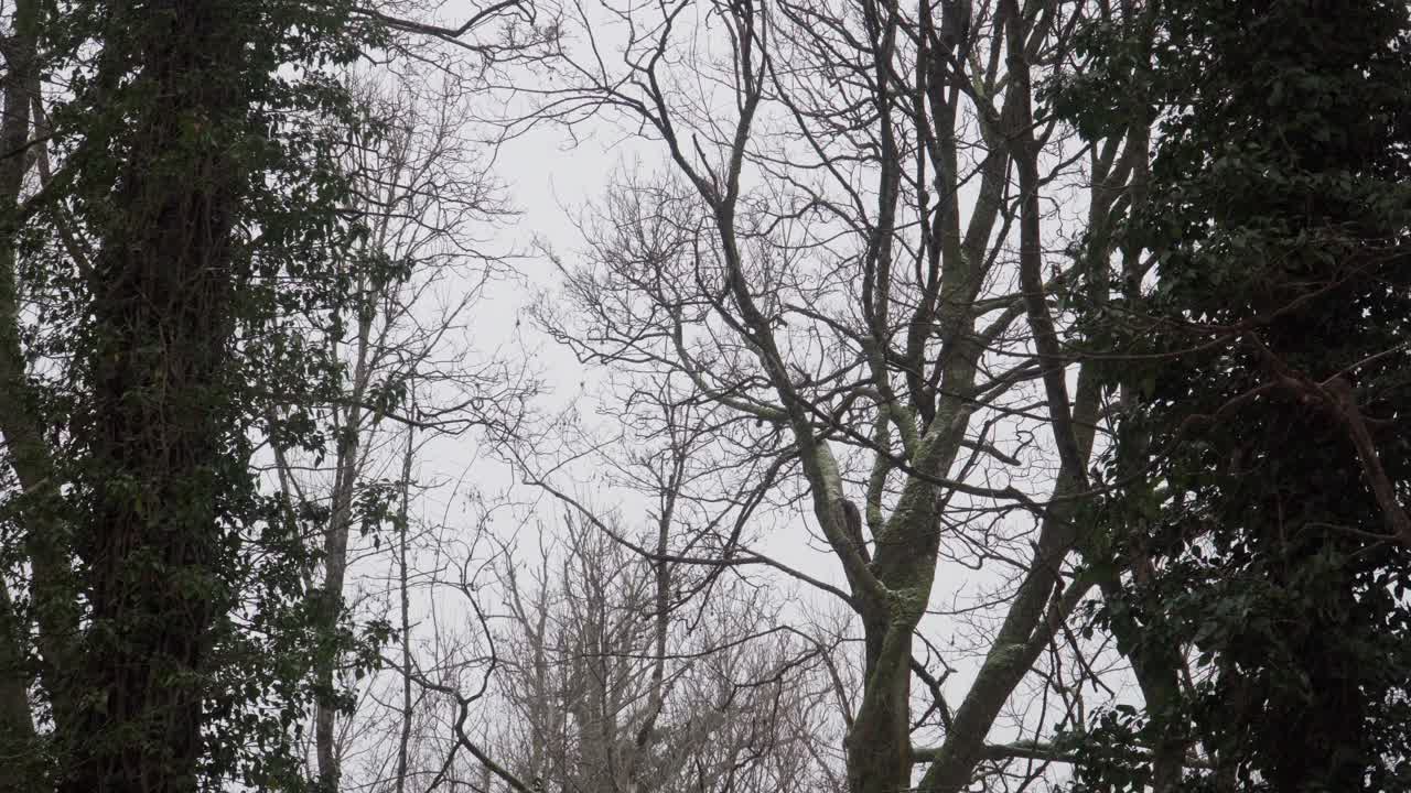 Snow falling on Trees in Winter Forest