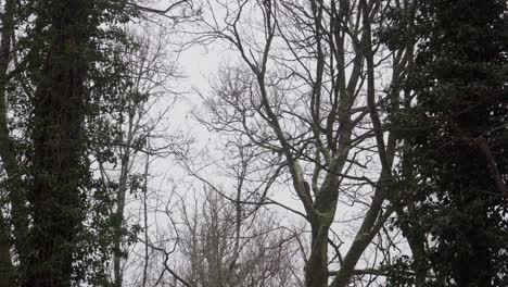 snow falling on trees in winter forest
