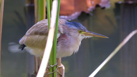 Un-Pájaro-Avetoro-Amarillo-Levantando-Sus-Plumas,-Sacudiendo-Y-Lamiendo-Los-Lados-De-Su-Pico-Después-De-Alimentarse---Cámara-Lenta