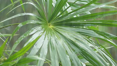 Pan-shot-showing-heavy-rain-falling-on-palm-leaves