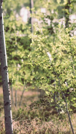 a birch tree forest