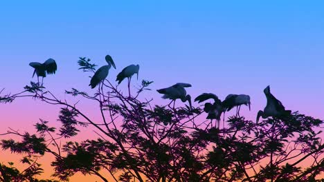 Bemalte-Störche-Ruhen-Nach-Der-Winterwanderung-Aus-Indien-In-Einem-Baum-In-Bangladesch