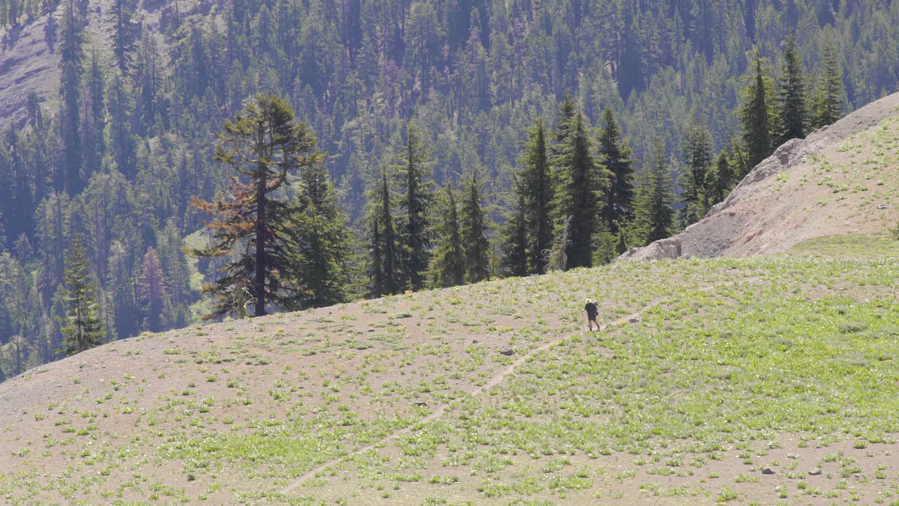 foto de teleobjetivo de un excursionista solitario caminando por un camino de tierra alpino en una cresta arbolada en el sendero de la cresta del pacífico cerca del lago tahoe california con bastones 4k