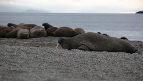 walrus joining the colony after wobbling is way up from the water