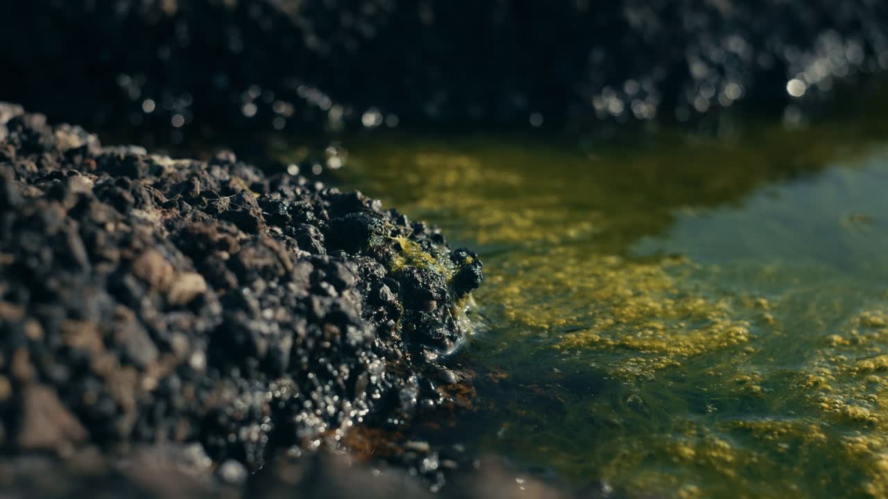 Vivid detail of underwater organisms and green algae drifting in a sunlit ocean pool, nestled among coastal rocks.