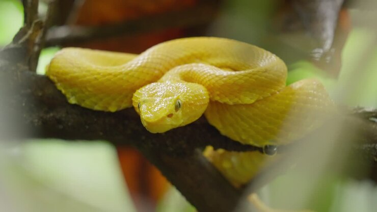 Yellow snake eyelash pit viper close up, Costa Rica