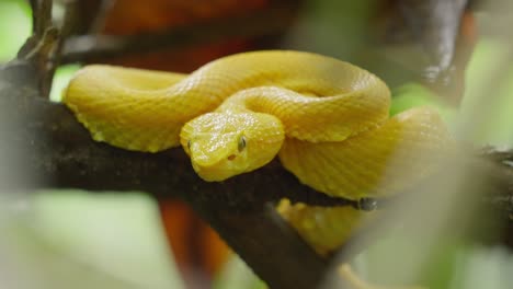 yellow snake eyelash pit viper close up, costa rica