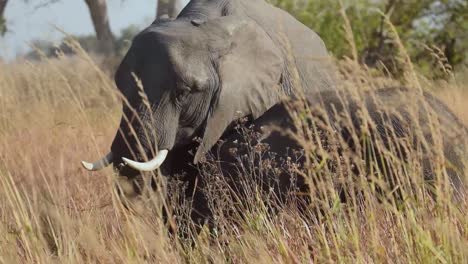 baby elephant with mother on african savannah touching each other