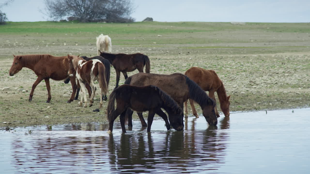 grupo de caballos salvajes bebiendo agua del lago kerkini, grecia