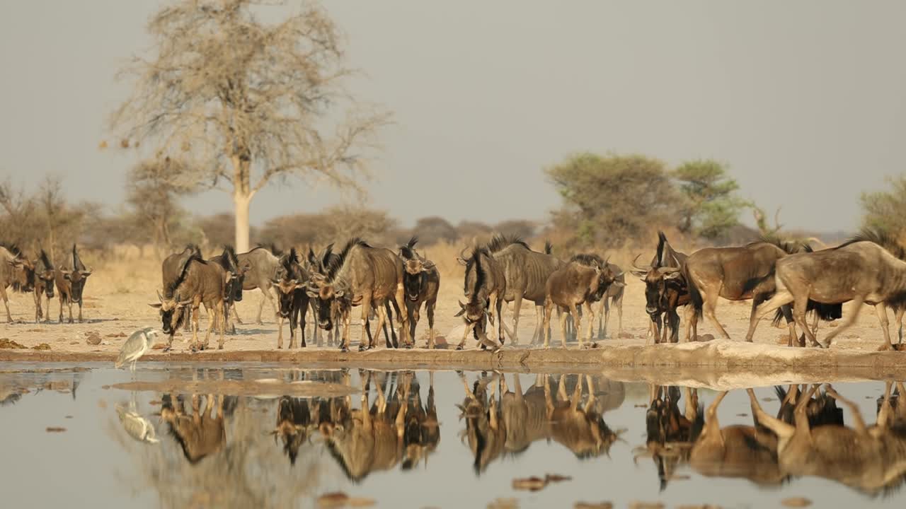 una manada de gnues azules bebiendo con un hermoso reflejo, botswana