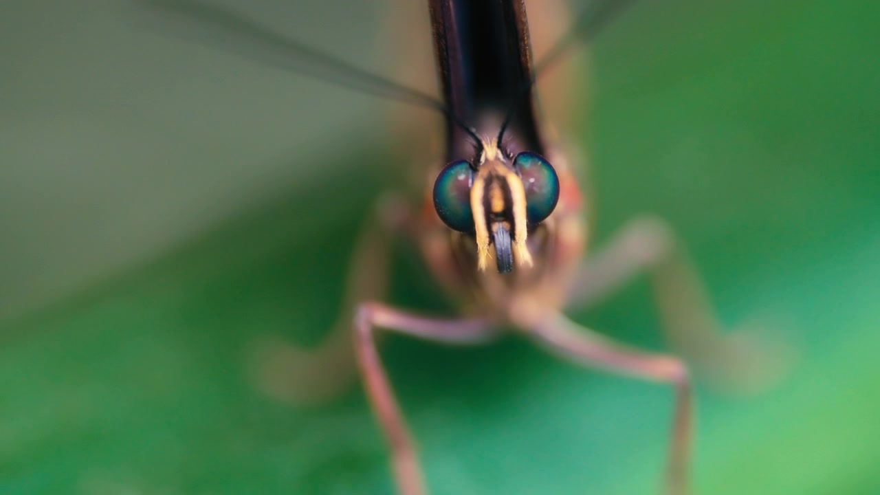 Primo piano macro del viso di una farfalla con occhi verdi, posata su una foglia.