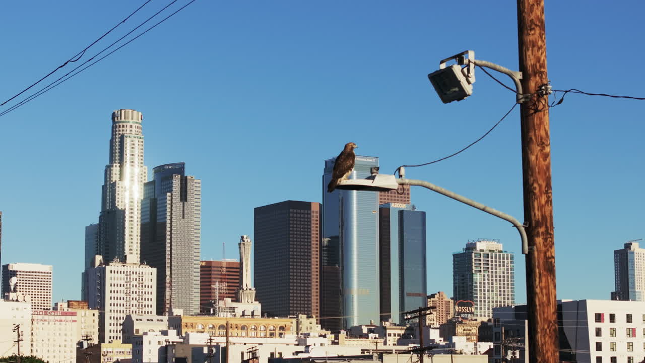 A hawk perches on a street light with the Los Angeles skyline in the background