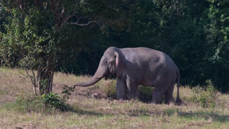 La-Trompa-Apunta-Hacia-El-Suelo-Y-Luego-Se-Extiende-Hacia-La-Izquierda-Mientras-Muestra-Su-Enorme-Genital-Masculino-Rascándose-El-Vientre,-Elefante-Indio-Elephas-Maximus-Indicus,-Tailandia