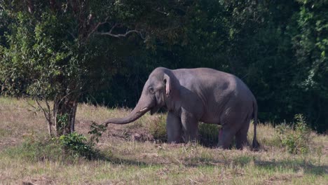 trunk pointed down to the ground then reaches towards the left as it shows its massive male genital scratching its belly, indian elephant elephas maximus indicus, thailand