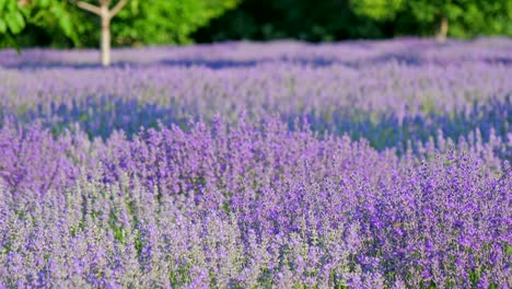 perspectiva personal de la vista de caminar en un campo con plantas de lavanda al amanecer.