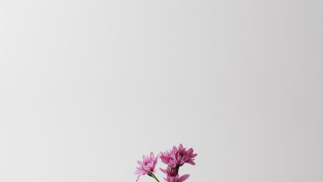 Video-of-pink-flowers-in-white-vase-with-copy-space-on-white-background