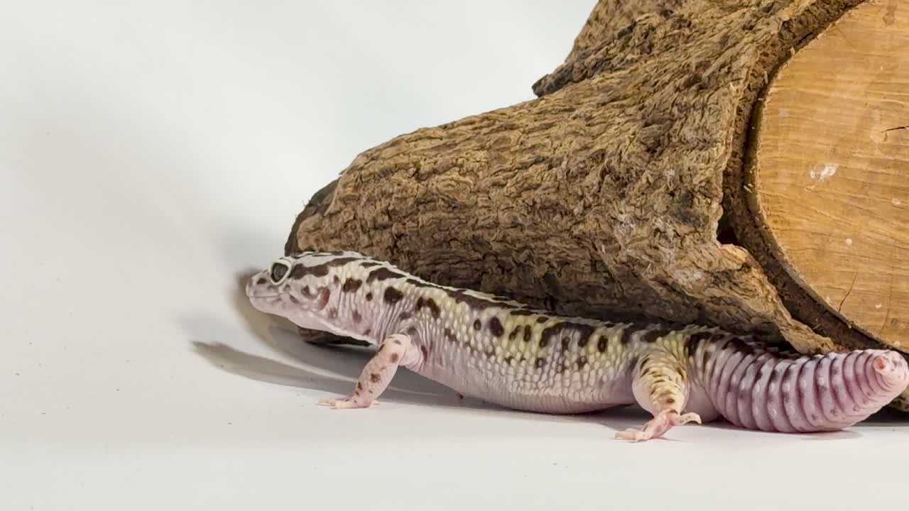Leopardi gekko ryömii hitaasti valkoisella pinnalla suuren puukappaleen vieressä.