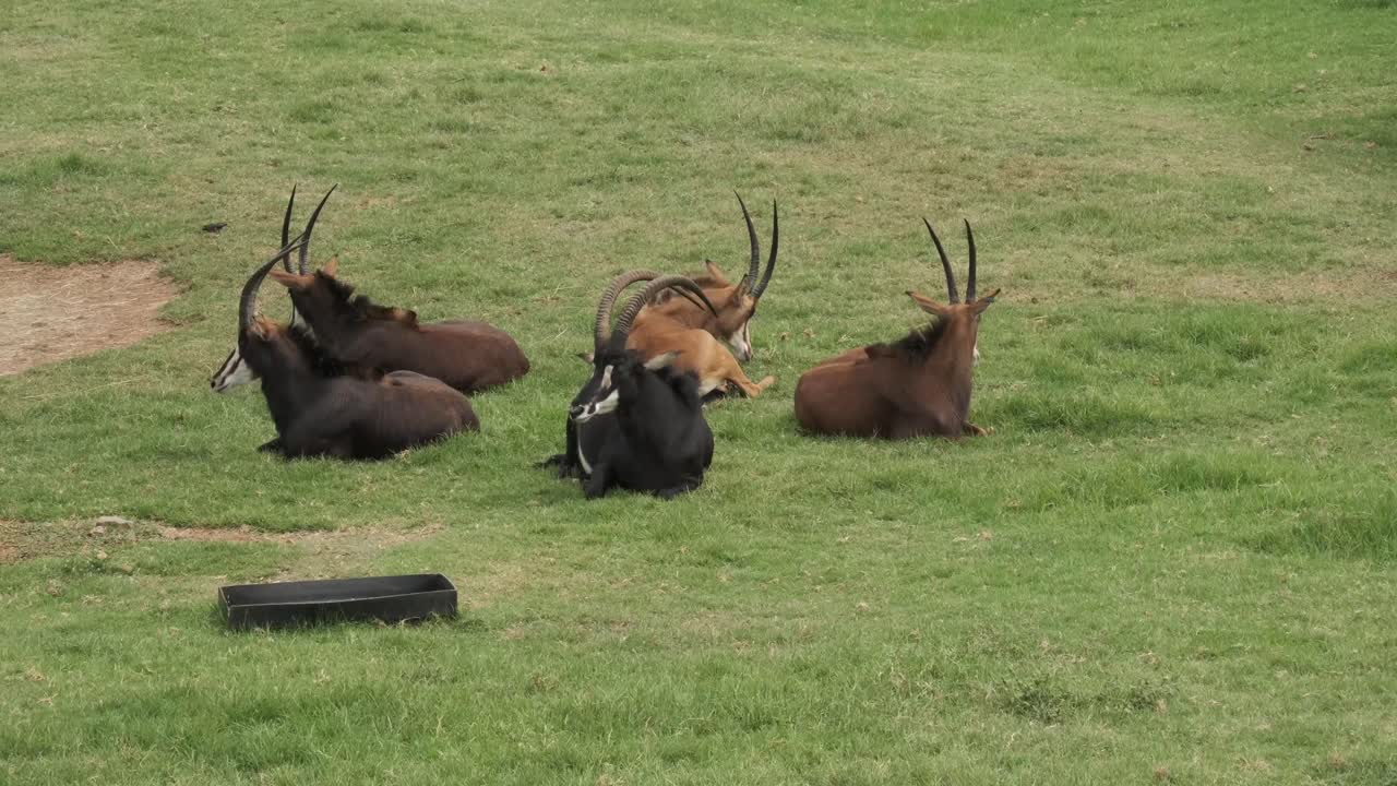 Sable Antelope laying on the grass