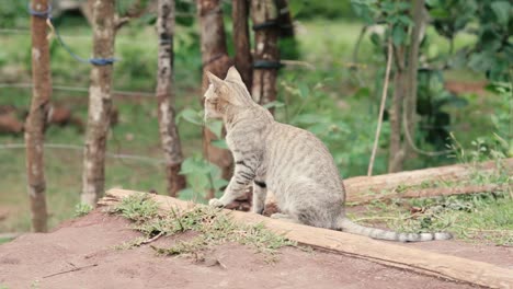 Back-view-of-tabby-cat-looking-attentively-at-landscape